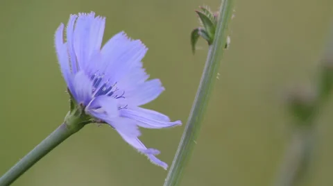 Close up Chicory 03 Stock Footage 35652431