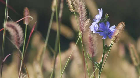 Close up Chicory 04 Stock Footage 35652328
