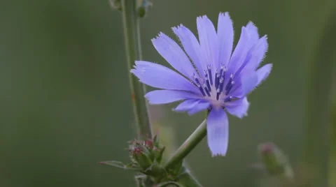 Close up Chicory 05 Stock Footage 35652318