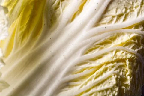 Close up of chicory (Brassica rapa subsp. pekinensis) which looks very fresh Stock Photos