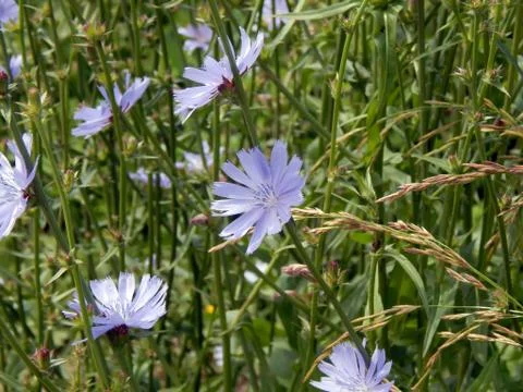 Close-up of chicory flower Stock Photos