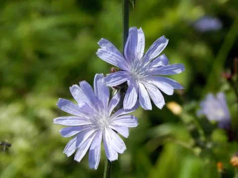 Close-up of chicory flower Stock Photos