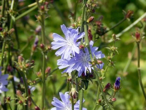 Close-up of chicory flower Stock Photos