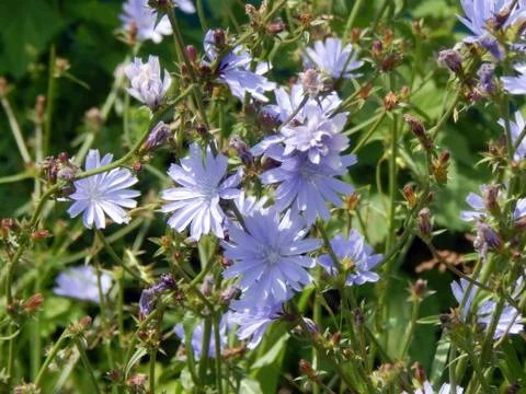 Close-up of chicory flower Stock Photos