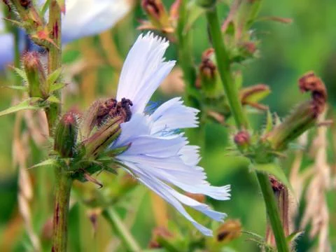 Close-up of chicory flower Stock Photos