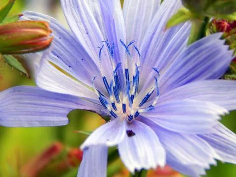 Close-up of chicory flower Stock Photos