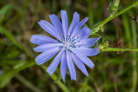 Close up of a chicory flower Stock-Fotos