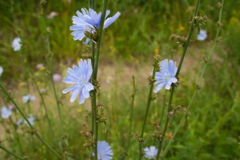 Close up chicory flowers Stock Photos