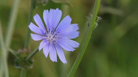 Close up Chicory Stock Footage 35652543