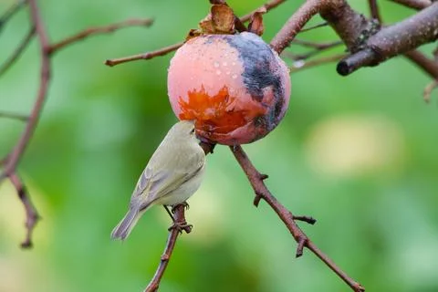 Close up of Chiffchaff eating a persimmon Stock Photos