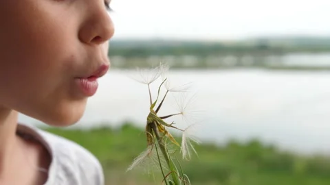 Close-up of a child blowing on a dandelion. Dandelion flies. Summer evening in Stock Footage 201089208