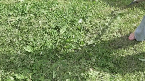Close-up, a child collects mowed grass on the lawn with a rake in the summer Stock Footage 247571604