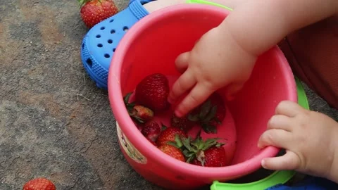 Close-up, the child eats strawberries from a bucket in the summer outdoors Stock Footage 156486089
