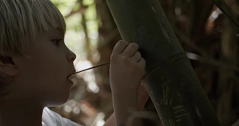 Close up of a child etching, writing on bamboo shoot in bamboo forest Stock Footage 93595365