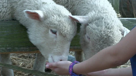 A close up of a child feeding two sheep in slow motion Stock Footage 61768312