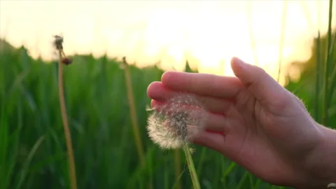 Close up of child hand playing dandelion on meadow on warm sunset light Stock Footage 335467405