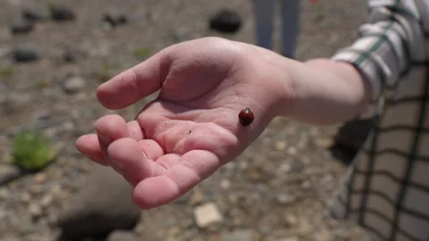 Close-Up of Child Holding a Ladybug on Hand. Stock Footage 310765696