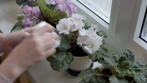 Close-up of children's hands dusting the green leaves of a houseplant, a 스톡 동영상 145546208