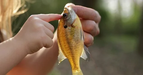 Close up child's finger touching fish Stock Footage 111039903