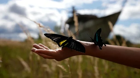 Close-up of a child's hand holding two large butterflies against the background 動画素材 220599007