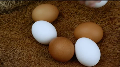 A close-up of a child's hand taking chicken eggs from a roost. Stock Footage 201905968