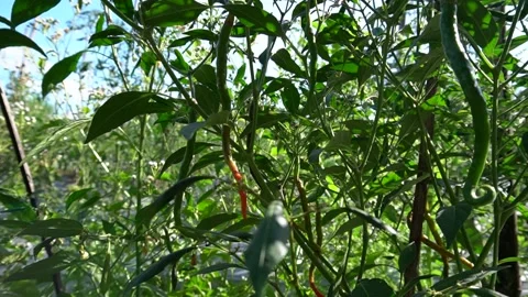 Close up of chili plants that are ready to be harvested Stock Footage 229780093