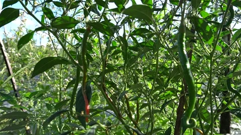 Close up of chili plants blowing in the wind in a plantation Stock Footage 229780111