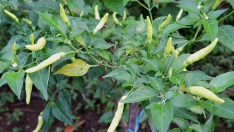 Close up of Chili plants. 動画素材 210321019