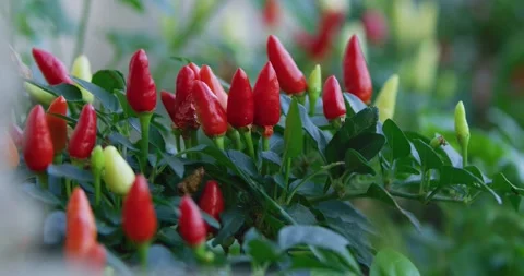 Close Up Of Chilly Plant Stock Footage 316511247