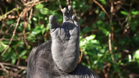 Close Up Chimp Foot With Four Toes 8K Stock Footage 320288458