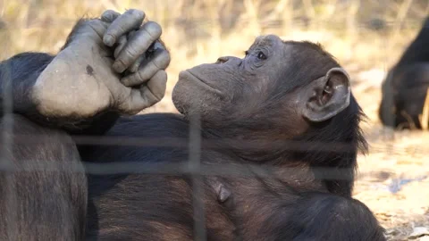 Close up from a Chimp laying on the ground at Chimfunshi Chimp Orphanage Stock Footage 321728708