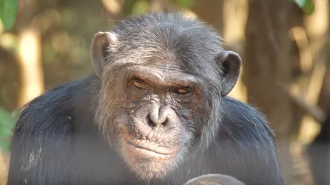 Close up from a Chimp looking in to the camera at Chimfunshi Chimp Orphanage Stock Footage 321728713