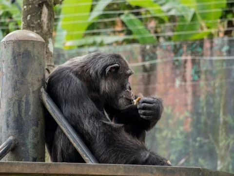 Close up of a chimpanzee eating bread 写真素材