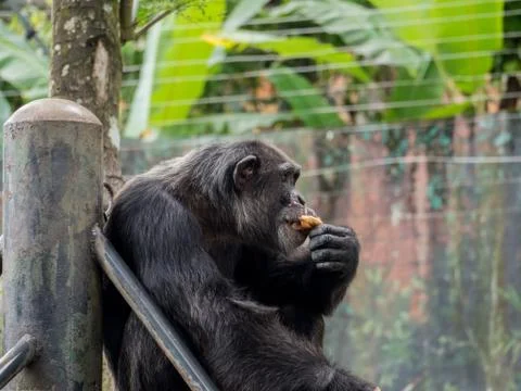 Close up of a chimpanzee eating bread 写真素材