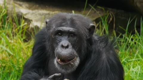 Close up of a chimpanzee eating Stock Footage 132375188