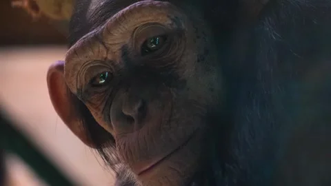 Close up of Chimpanzee face  Stock Footage 274578371