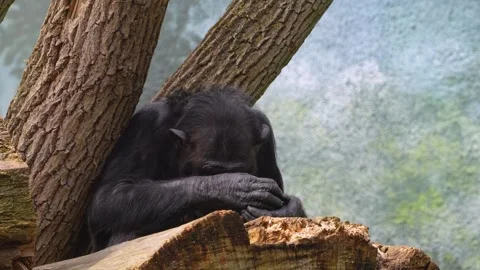 Close up of a chimpanzee Stock Footage 270560498