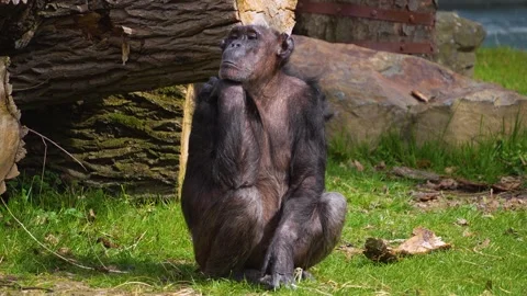 Close up chimpanzee Stock Footage 270894612