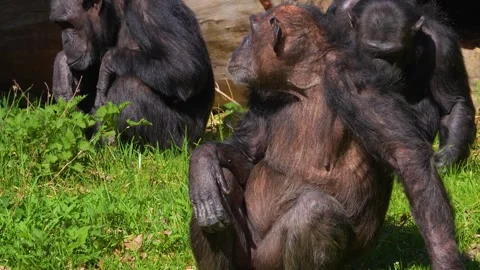 Close up of chimpanzee Stock Footage 274635917