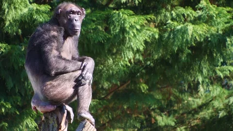 Close up of chimpanzee Stock Footage 274636008