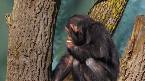 Close up of chimpanzee Stock Footage 274637353