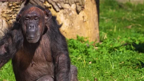 Close up of chimpanzee Stock Footage 274637514