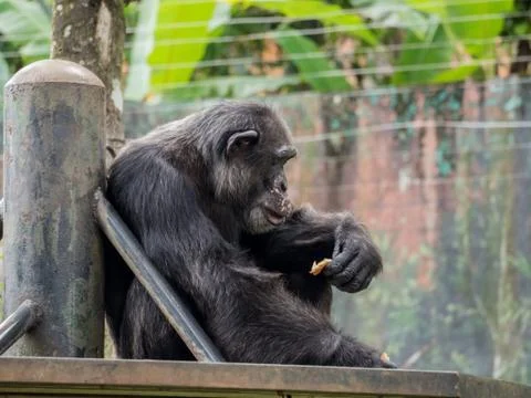 Close up of a chimpanzee 写真素材