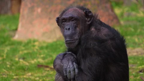 Close up of chimpanzee resting  Stock Footage 274637762