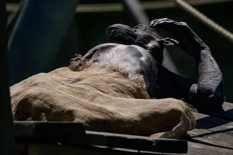 Close up of a chimpanzee resting under a burlap blanket with its hand raised  Fotos de archivo
