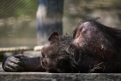 Close up of a chimpanzee sleeping with its head resting on its arm on a woode Stock Photos