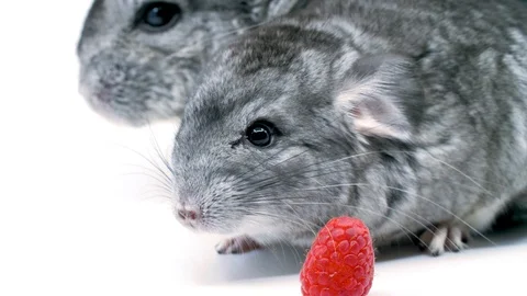 Close up Chinchilla on white screen Stock Footage 91826917