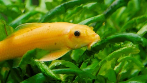 Close up of Chinese algae eater 動画素材 102379859