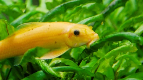 Close up of Chinese algae eater 動画素材 152877738
