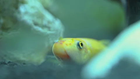 Close up of Chinese algae eater (Gyrinocheilus aymonieri) in aquarium 動画素材 143392246